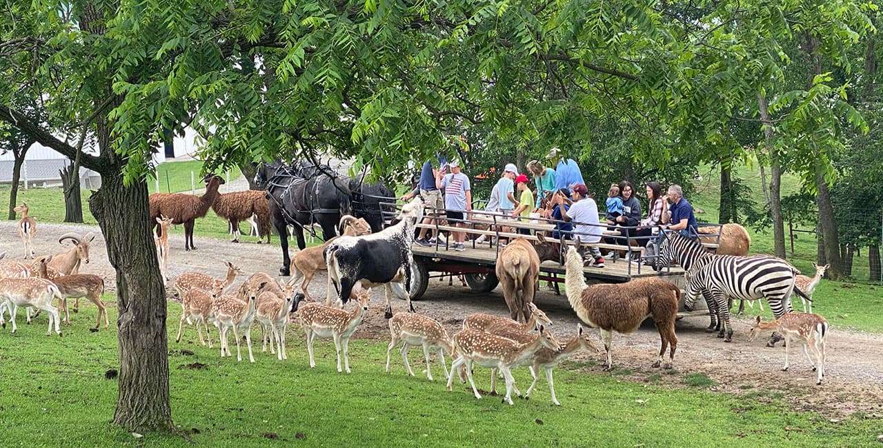 Wagon rides to visit the animals